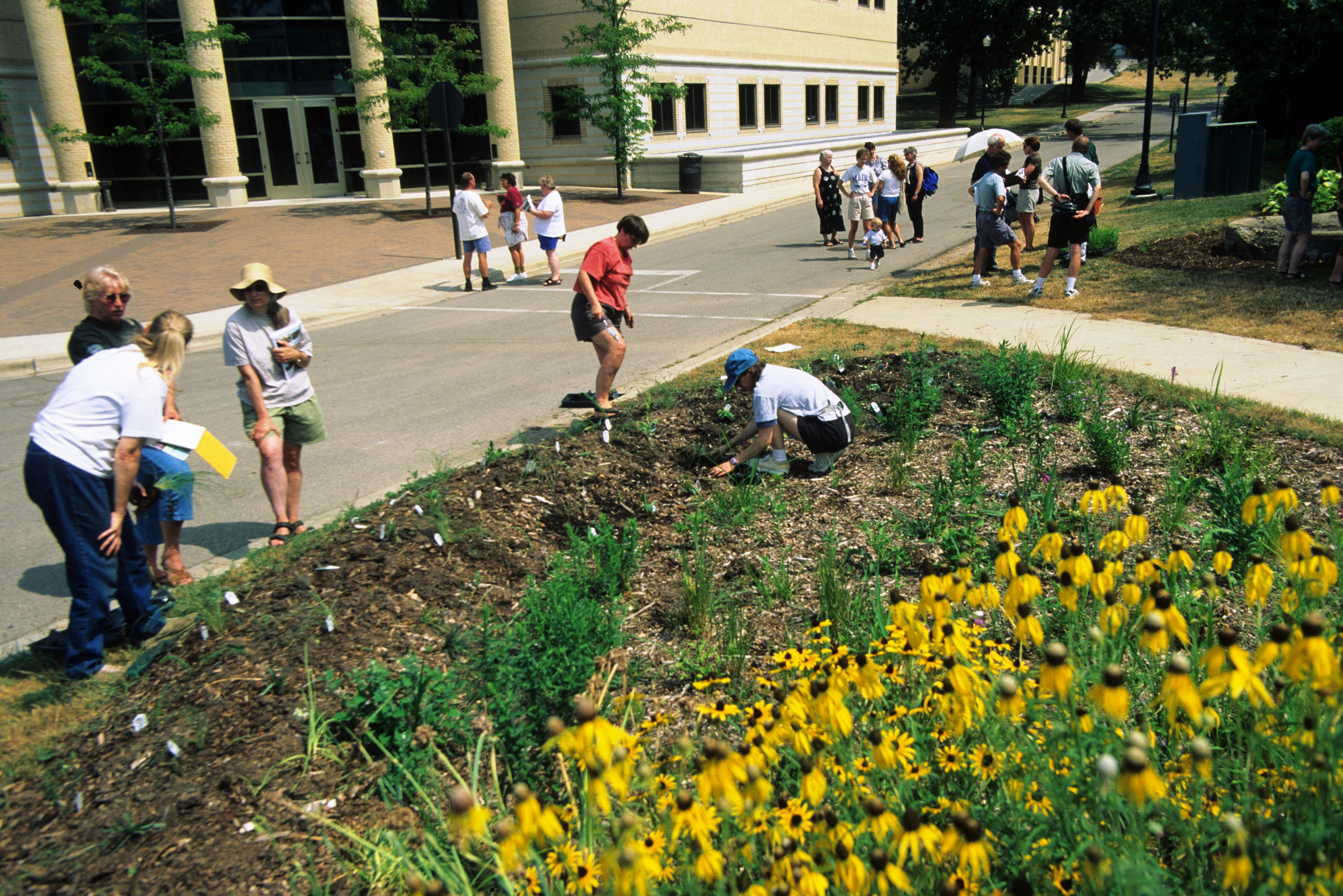 Rain Garden Edgewood College