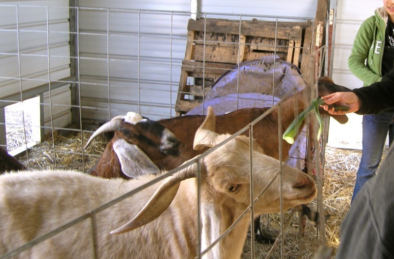 Animal Ethics Club project image