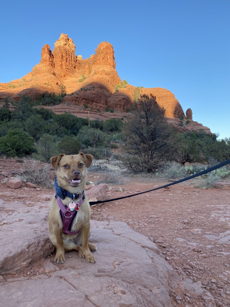 Shanti's dog in a beautiful scenery with a mountain in the background